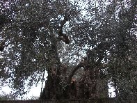 ivo di Motta-20110228 018